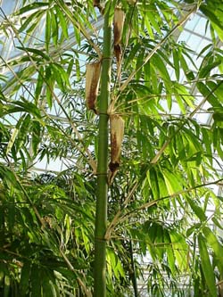 bambu1.jpg